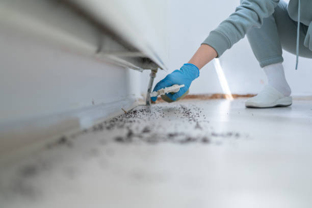 Best Emergency Pest Control  in Elkin, NC